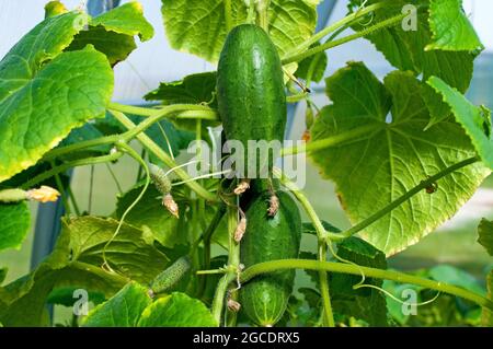 I cetrioli stanno crescendo nel giardino. Coltivando verdure in una serra. Foto Stock