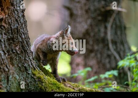 Una giovane volpe (Vulpes vulpes) nella foresta, giocando con un albero e guardando i dintorni. Splendidi occhi blu, foresta di colori primaverili. Foto Stock