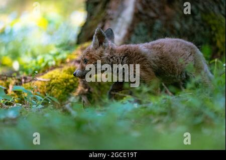 Una giovane volpe curiosa (Vulpes vulpes) scansiona la foresta per cibo e cammina con attenzione. Volpe giovane curiosa, volpe cub. Foto Stock