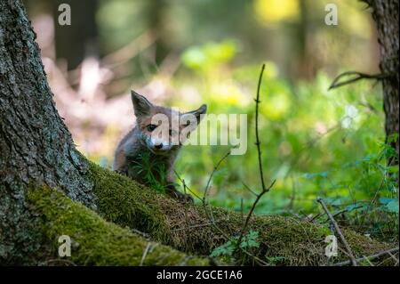 Una giovane volpe curiosa (Vulpes vulpes) scansiona la foresta per cibo e cammina con attenzione. Volpe giovane curiosa, volpe cub. Foto Stock