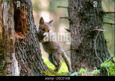 Una giovane volpe curiosa (Vulpes vulpes) scansiona la foresta per cibo e cammina con attenzione. Volpe giovane curiosa, volpe cub. Foto Stock