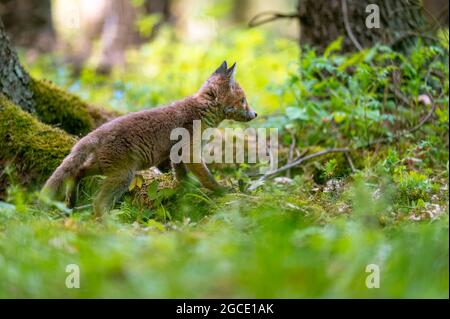 Una giovane volpe curiosa (Vulpes vulpes) scansiona la foresta per cibo e cammina con attenzione. Volpe giovane curiosa, volpe cub. Foto Stock