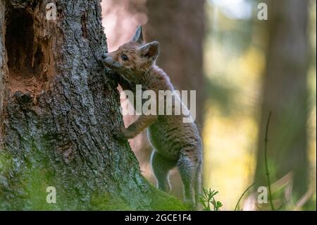 Una giovane volpe curiosa (Vulpes vulpes) scansiona la foresta per cibo e cammina con attenzione. Volpe giovane curiosa, volpe cub. Foto Stock