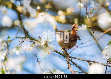 Piccolo simpatico stren eurasiatico (trogloditi trogloditi) seduto su un ramo di una ciliegia fiorente e cantando. Primavera, uccello molto vicino, cielo blu. Foto Stock