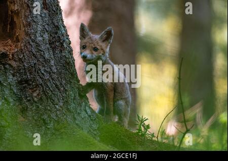 Una giovane volpe curiosa (Vulpes vulpes) scansiona la foresta per cibo e cammina con attenzione. Volpe giovane curiosa, volpe cub. Foto Stock