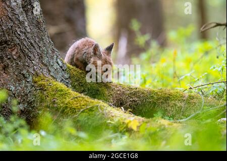 Una giovane volpe curiosa (Vulpes vulpes) scansiona la foresta per cibo e cammina con attenzione. Volpe giovane curiosa, volpe cub. Foto Stock