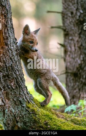 Una giovane volpe curiosa (Vulpes vulpes) scansiona la foresta per cibo e cammina con attenzione. Volpe giovane curiosa, volpe cub. Foto Stock