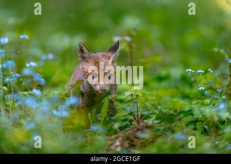 Una giovane volpe curiosa (Vulpes vulpes) scansiona la foresta per cibo e cammina con attenzione. Volpe giovane curiosa, volpe cub. Foto Stock