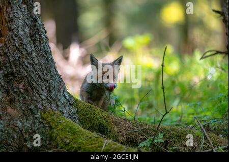 Una giovane volpe curiosa (Vulpes vulpes) scansiona la foresta per cibo e cammina con attenzione. Volpe giovane curiosa, volpe cub. Foto Stock