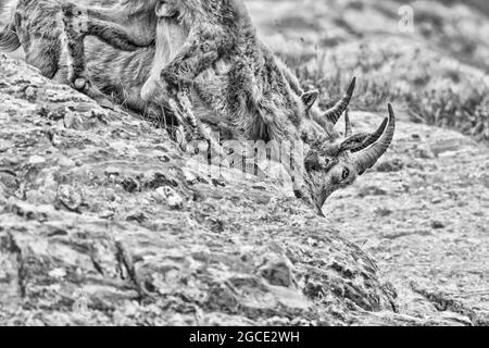 Stambecchi alpini in lotta sulle rocce (Capra stambex) Foto Stock