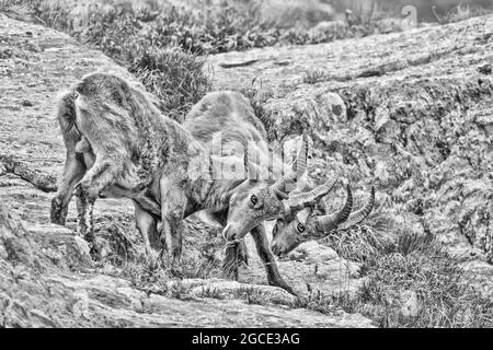 Stambecchi alpini in lotta sulle rocce (Capra stambex) Foto Stock