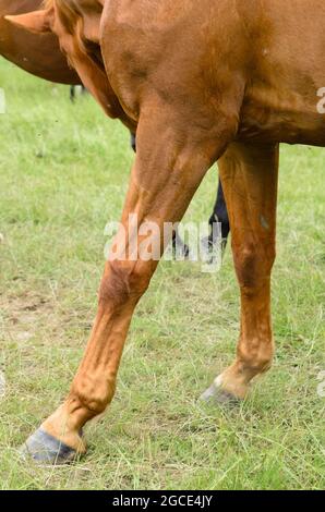 Zoccoli e gambe anteriori di un cavallo bruno domestico (Equus ferus caballus) su un pascolo in campagna Foto Stock