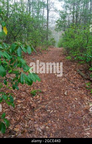 RIM Trail nella zona di Fires Creek nella foresta nazionale di Nantahala Foto Stock