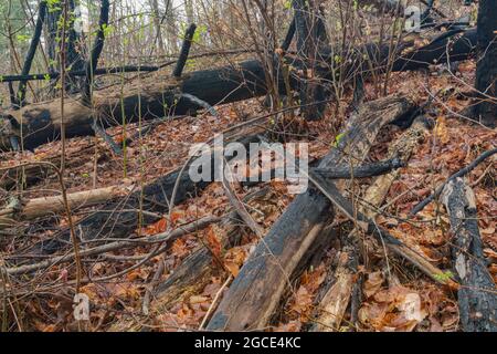 Area di Fires Creek nella foresta nazionale di Nantahala Foto Stock