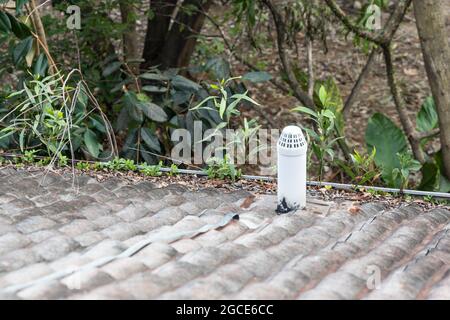 Grondaia di pioggia del tetto ostruita piena di foglia asciutta e pianta che cresce in esso Foto Stock