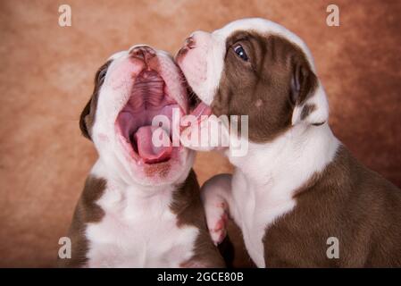 Due divertenti cuccioli di Bullies americani su sfondo marrone Foto Stock