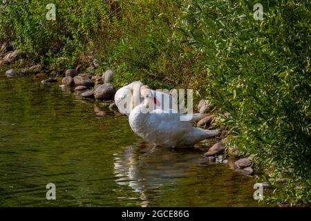 Due piccoli cigni bianchi galleggianti nello stagno Foto Stock