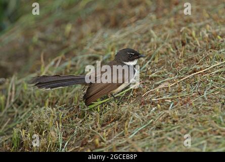 Sunda Pied Fantail (Rhipidura javanica longicauda) adulto arroccato sulla riva erbosa Thailandia Febbraio Foto Stock