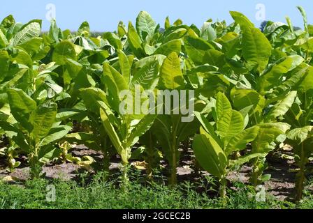 Tobacco, Virginischer Tabak, Nicotiana tabacum, Dohány, Ungheria, Magyarország, Europa Foto Stock