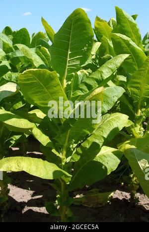 Tobacco, Virginischer Tabak, Nicotiana tabacum, Dohány, Ungheria, Magyarország, Europa Foto Stock