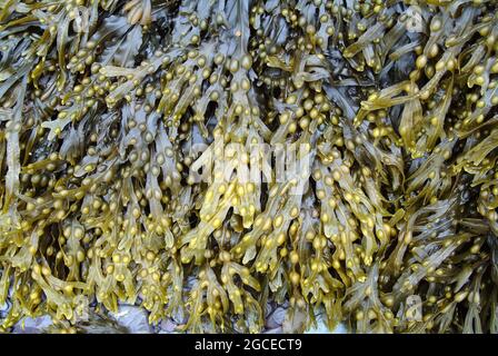 camera d'aria, tang nero, rondine, fuco vescicale, quercia di mare, Erbacce tagliate, tinti fucus, fucus rosso, rastrelliera, Blasentang, Fucus vesiculosus, hólyagmoszat Foto Stock