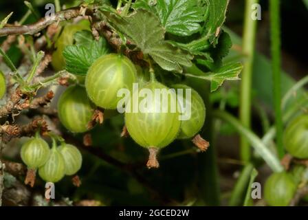 Uva spina europea, Stachelbeere, Ribes uva-crisspa, egres, Ungheria, Magyarország, Europa Foto Stock