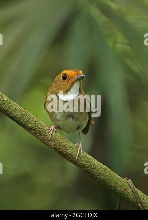 Flycatcher (Anthipes solitaris submoniliger) adulta arroccata sul ramo Kaeng Krachan NP, Thailandia Maggio Foto Stock