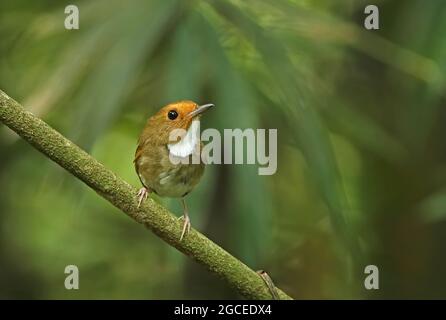 Flycatcher (Anthipes solitaris submoniliger) adulta arroccata sul ramo Kaeng Krachan NP, Thailandia Maggio Foto Stock