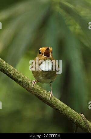 Un adulto arroccato sul ramo nella canzone Kaeng Krachan NP, Thailandia Maggio Foto Stock