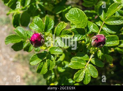 Wild Dog Roses sulla costa di Suffolk Foto Stock
