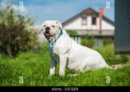 Cappotto bianco americano Bulldog guardia la casa Foto Stock