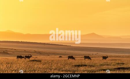 Una mandria di terra comune, tragelaphus oryx, che pascolano nella prateria del Masai Mara, Kenya, alla luce del sole della mattina presto. Foto Stock