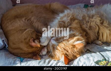 Gatti domestici che dormono nelle loro braccia. Due gatti zenzero. Due gatti che si coccolano sul letto. Foto Stock