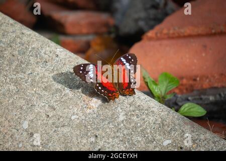 Farfalla chiamata Brown, Scarlet o Red Peacock (pavone) (Anartia amatea). Lei perches sulla scala di cemento in un giorno di sole Foto Stock