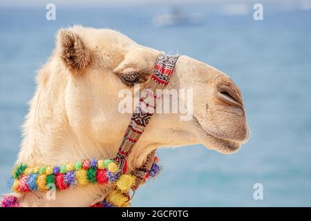 Un cammello decorato attende i turisti sullo sfondo del mare. Avventure di viaggio in Arabia e Africa Foto Stock