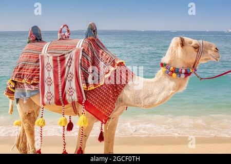 Un cammello decorato attende i turisti sullo sfondo del mare. Avventure di viaggio in Arabia e Africa Foto Stock