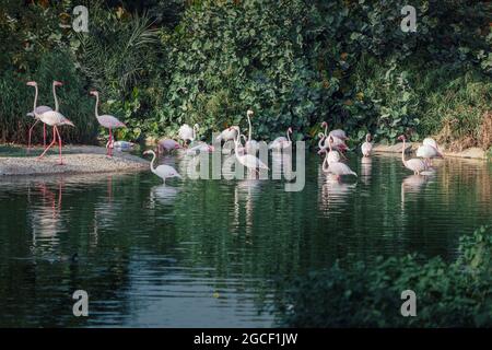 molti fenicotteri rosa si nutrono di crostacei in un lago in uno zoo o in un parco naturale. Uccelli incredibili vivono nei paesi caldi dell'Africa e della Penisola Araba Foto Stock