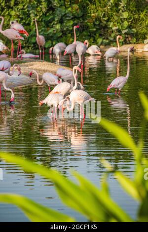 molti fenicotteri rosa si nutrono di crostacei in un lago in uno zoo o in un parco naturale. Uccelli incredibili vivono nei paesi caldi dell'Africa e della Penisola Araba Foto Stock