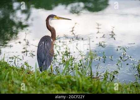 Airone tricolore (Egretta tricolore) che si erge lungo il litorale del Parco dell'Isola degli Uccelli a Ponte Vedra Beach, Florida. (STATI UNITI) Foto Stock