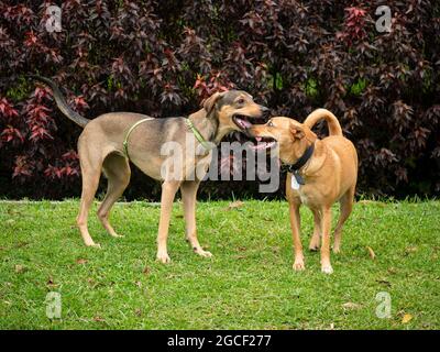 Due Happy Mongrel Dogs in panificazione nel Parco pubblico di Medellin, Colombia Foto Stock