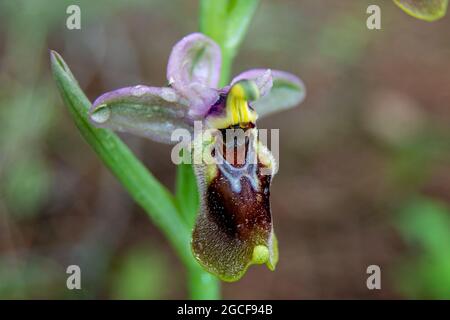 Ophrys tenthredinifera. orchidea di sawfly Foto Stock