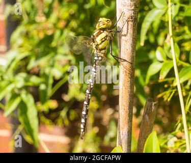 Un dragonfly maschio di falco del sud, Aeshna cyanea, appollaiato su una canna da giardino in un giardino suburbano nell'Inghilterra meridionale Foto Stock