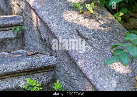 Lucertola, Isola Madre, Stresa, Lago maggiore, Piemonte, Italia Foto Stock