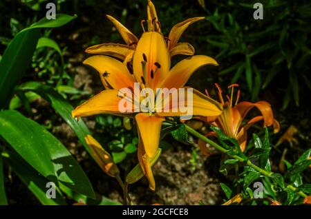 Grande testa di un giglio giallo con colorazione arancio sul lato interno dei petali su un lungo gambo e piccole foglie appuntite affondate a terra Foto Stock