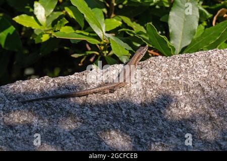 Lucertola, Isola Madre, Stresa, Lago maggiore, Piemonte, Italia Foto Stock