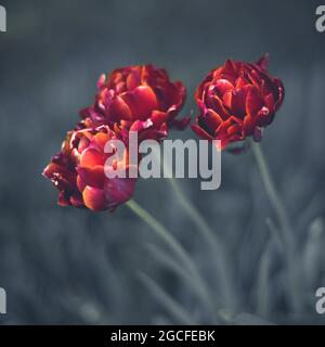 Nel giardino crescono tre tulipani ibridi rossi Foto Stock