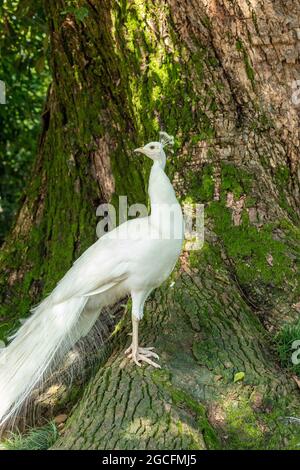 Paafowl bianco, Isola Madre, Stresa, Lago maggiore, Piemonte, Italia Foto Stock