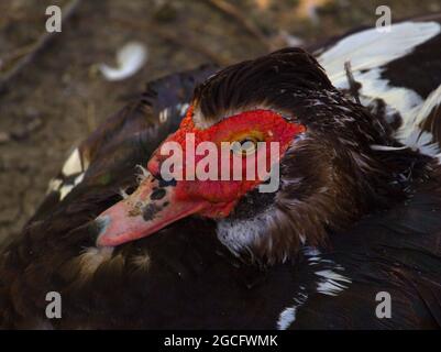 Ritratto di un'anatra di muschio bianco e nero (Cairina moschata). È una grande anatra originaria dell'America. Foto Stock