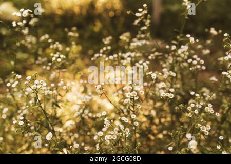 Fiori di camomilla o camomilla sfocati al tramonto giallo con raggi solari. Foto di alta qualità Foto Stock