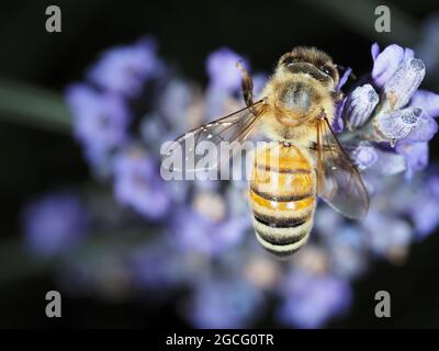 Il miele delle api (Apis mellifera) raccogliendo il nettare dei fiori di lavanda Foto Stock